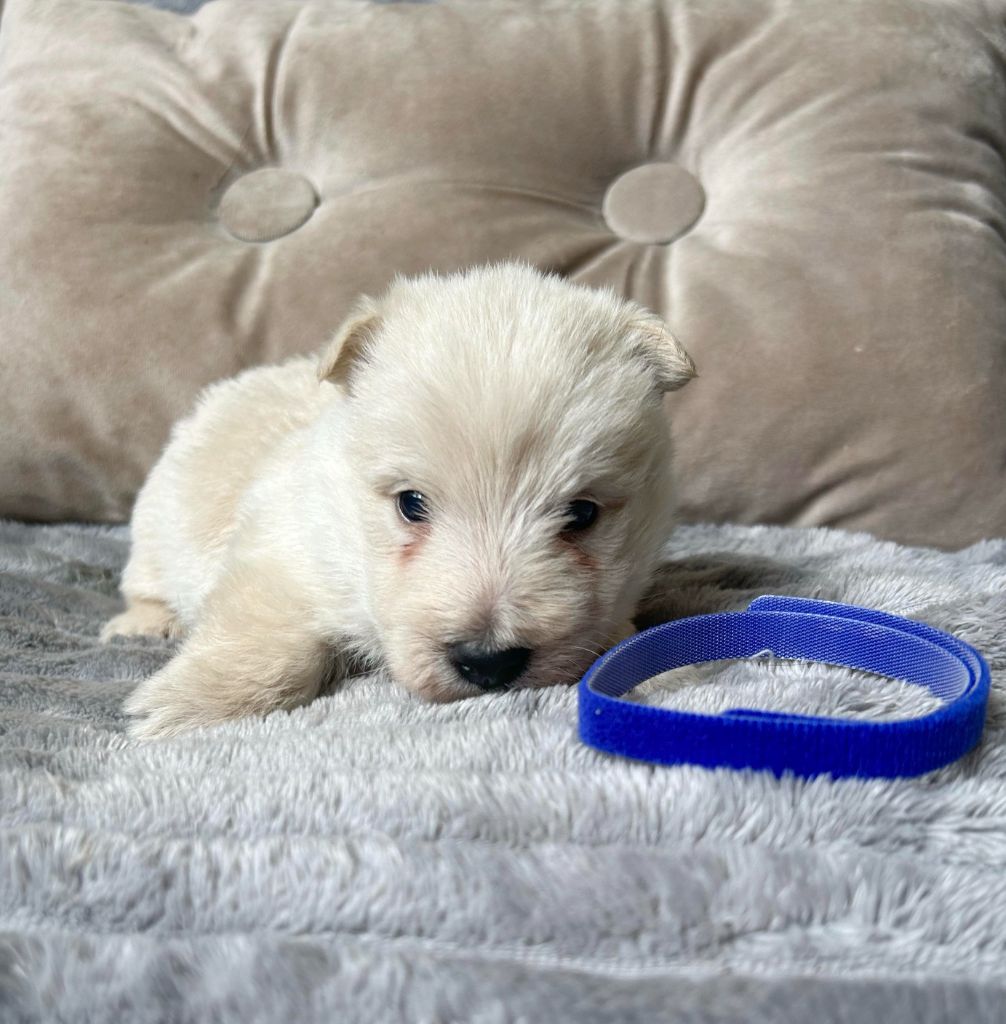 Gabéric's - Chiot disponible  - Scottish Terrier
