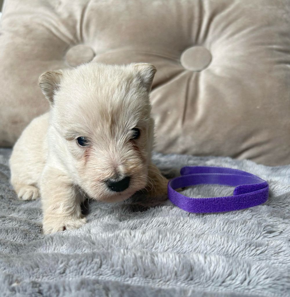 Gabéric's - Chiot disponible  - Scottish Terrier