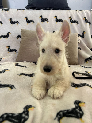 Gabéric's - Scottish Terrier - Portée née le 06/11/2024