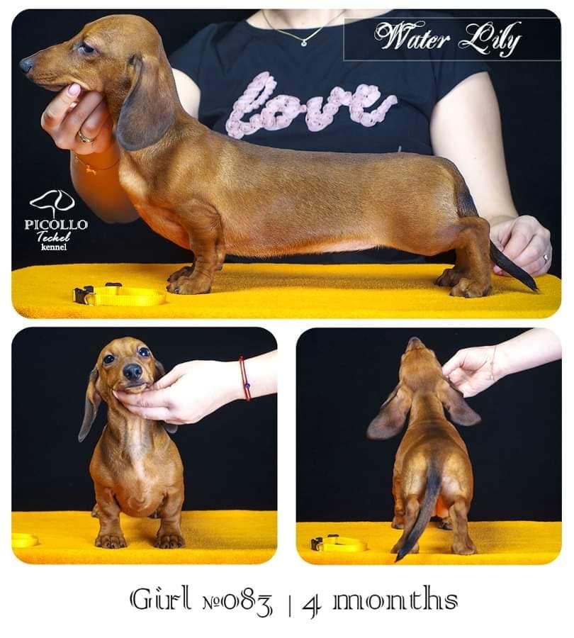 CH. picollo teckel Water lily