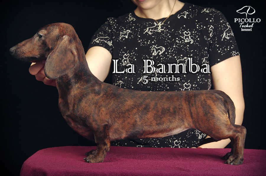 picollo teckel La bamba