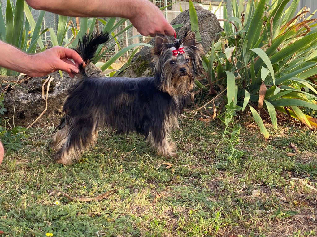 Secret sensation Du Clos Des Lucs