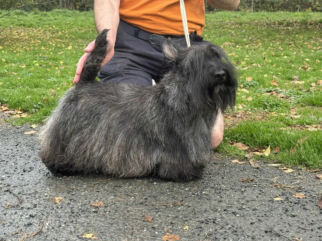 Gabéric's Tiger lily