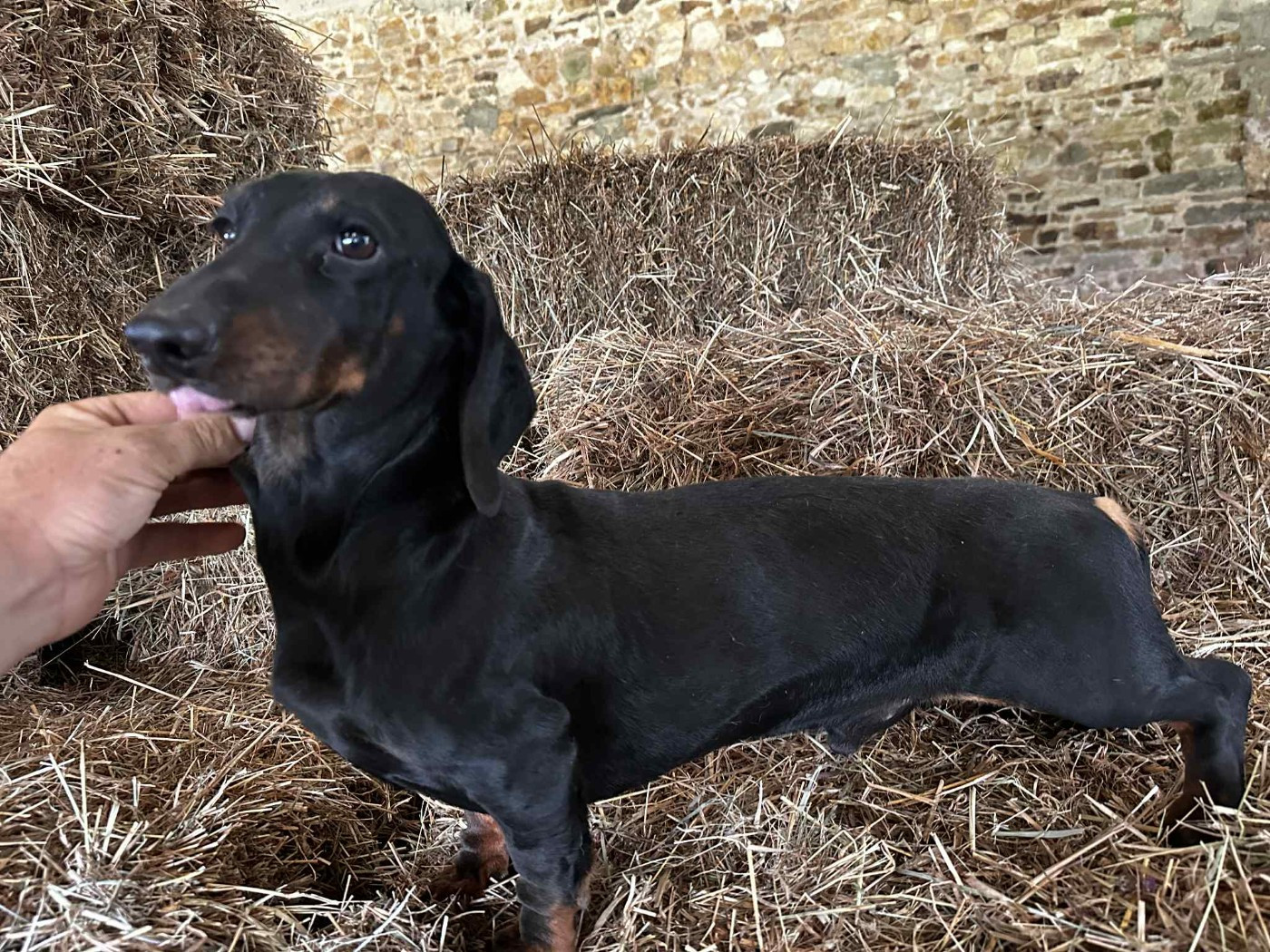Ilex Auréu's Un Jujubee