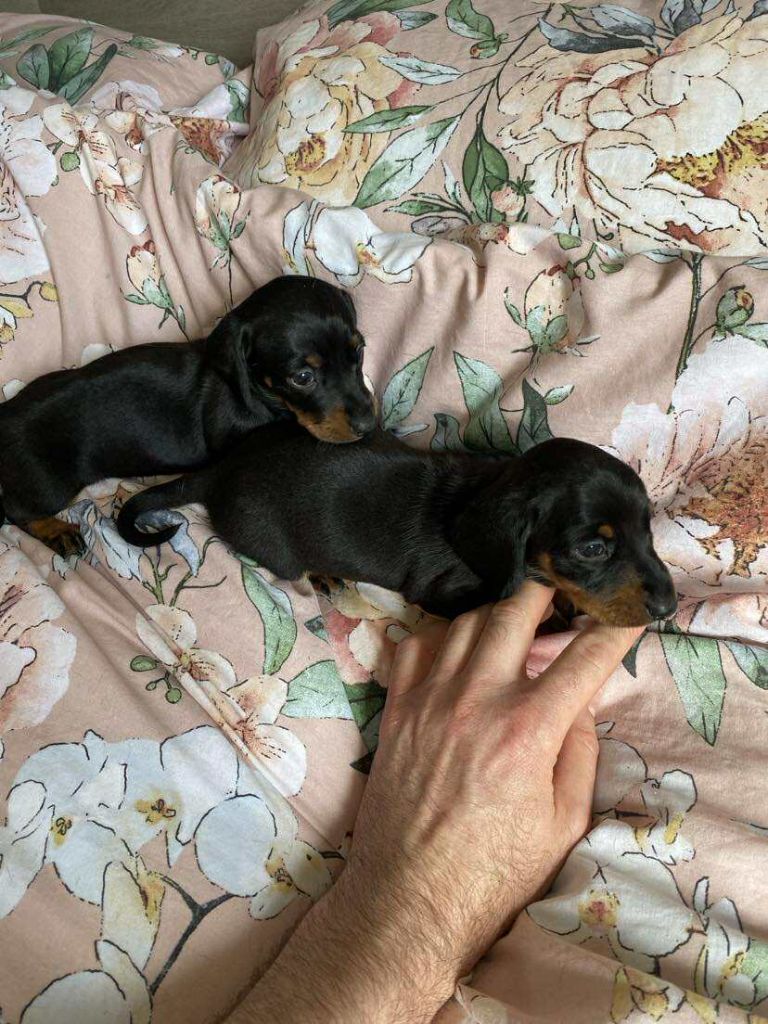 Gabéric's - Chiots disponibles - Teckel poil ras