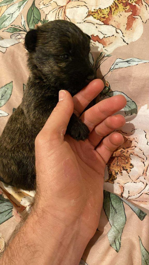 Gabéric's - Chiots disponibles - Scottish Terrier