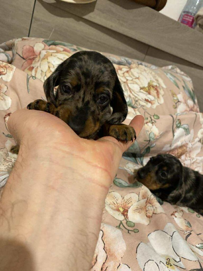 Gabéric's - Chiots disponibles - Teckel poil ras