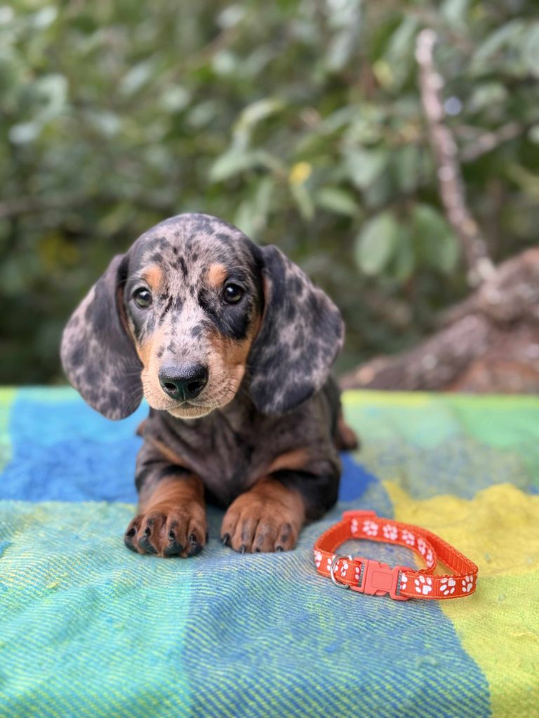 Gabéric's - Chiots disponibles - Teckel poil ras
