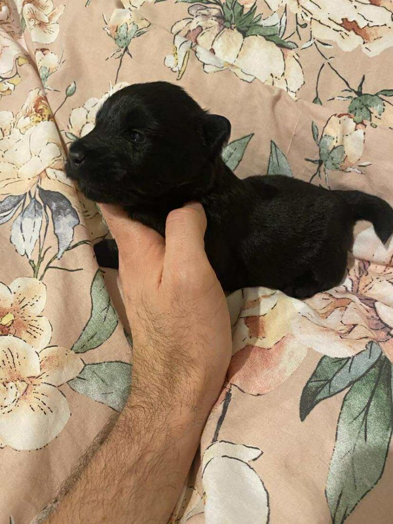 Gabéric's - Chiots disponibles - Scottish Terrier