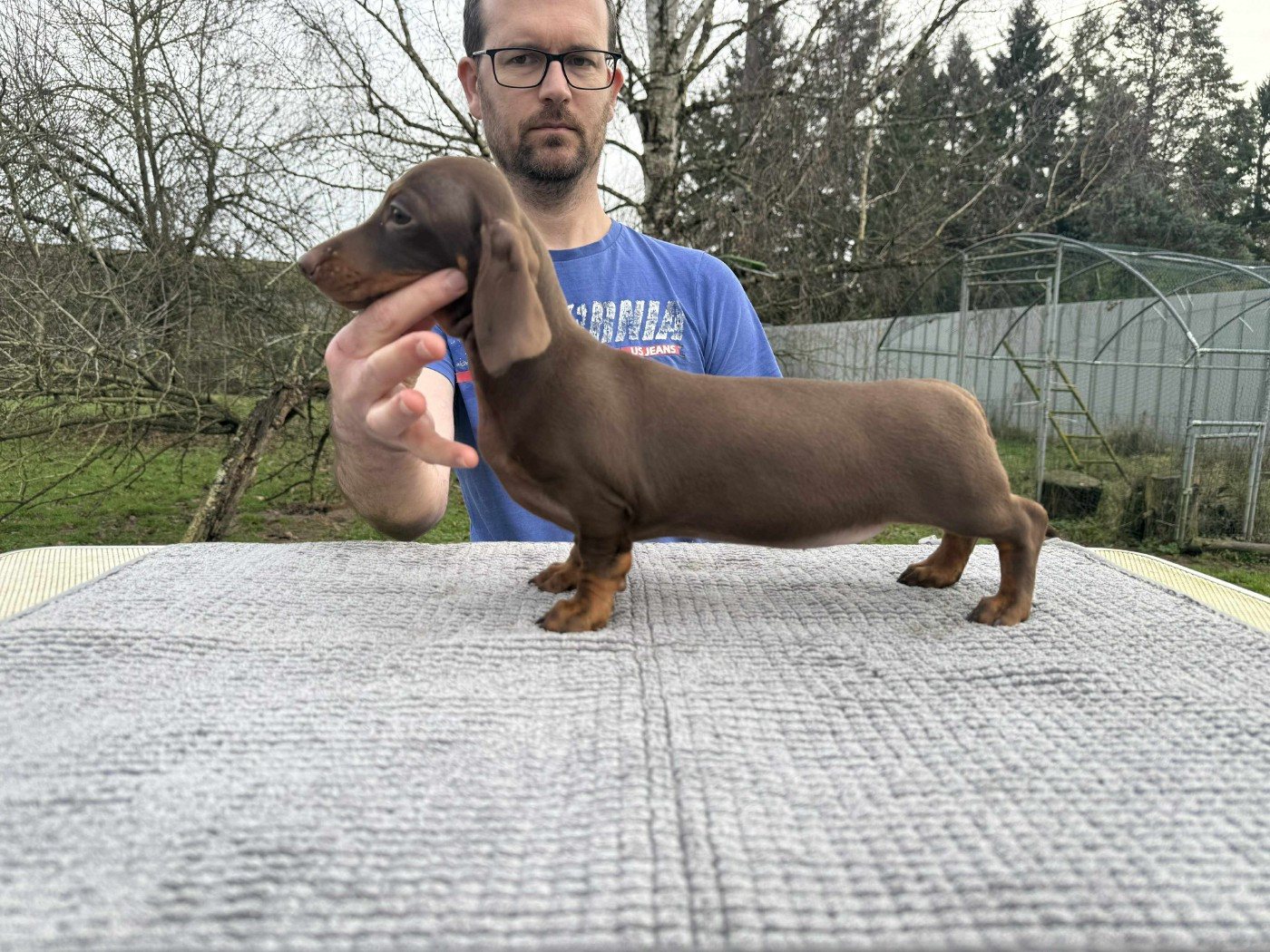 Gabéric's - Chiots disponibles - Teckel poil ras