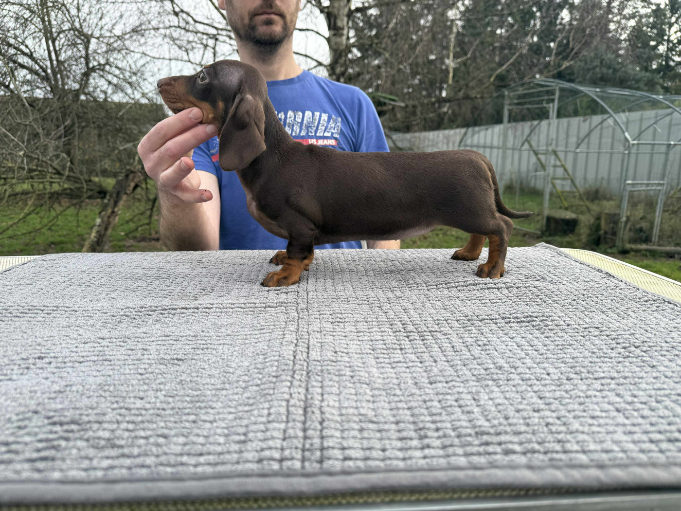 Gabéric's - Chiots disponibles - Teckel poil ras