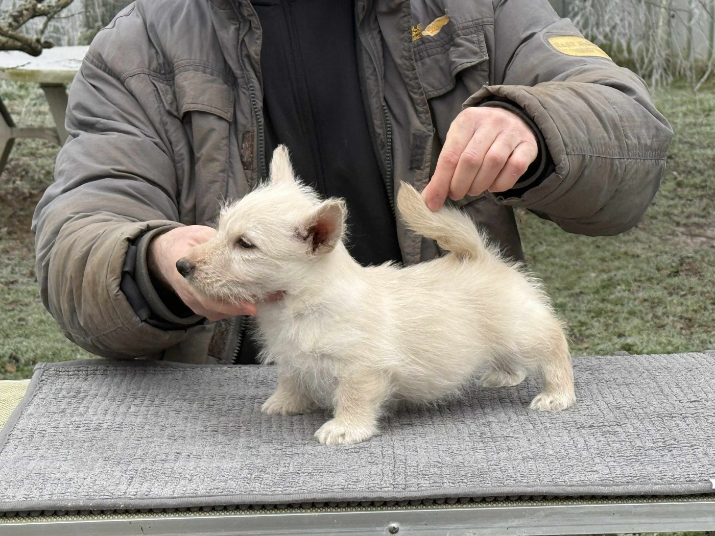 Gabéric's - Chiots disponibles - Scottish Terrier