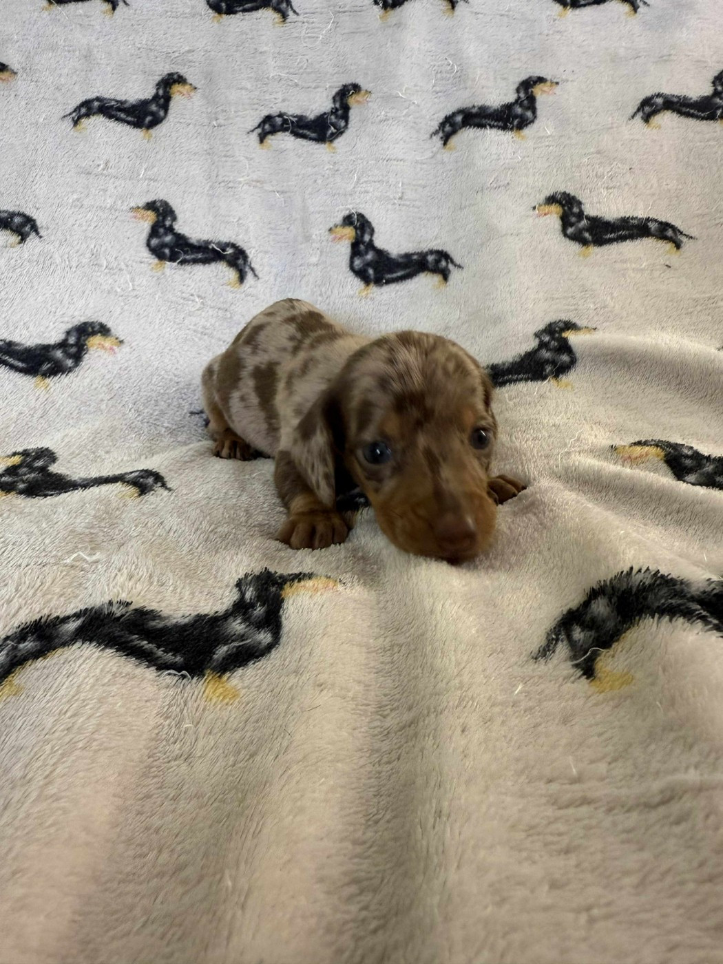 Gabéric's - Chiots disponibles - Teckel poil ras