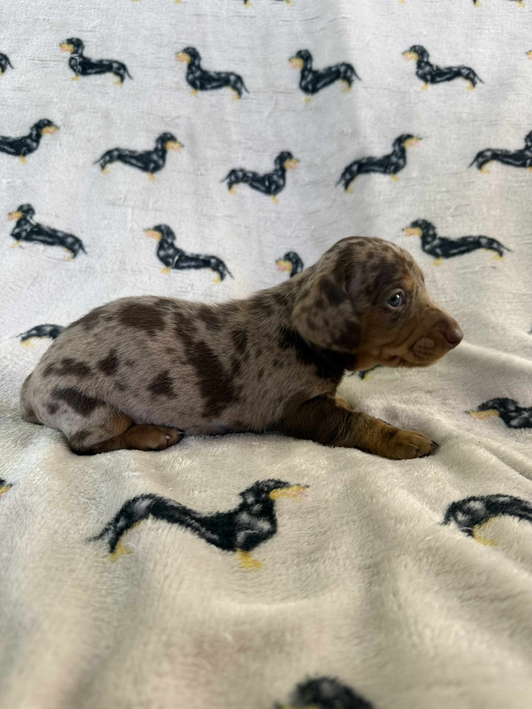 Gabéric's - Chiots disponibles - Teckel poil ras