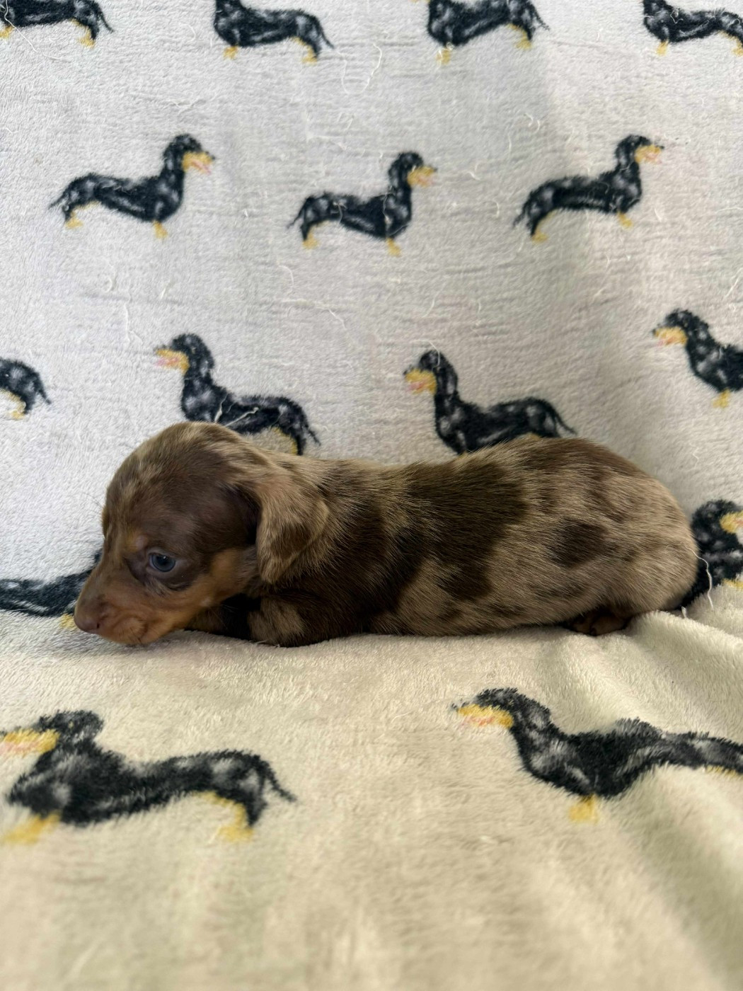 Gabéric's - Chiots disponibles - Teckel poil ras