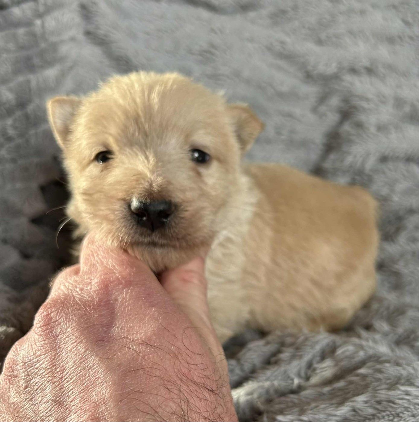Gabéric's - Chiots disponibles - Scottish Terrier