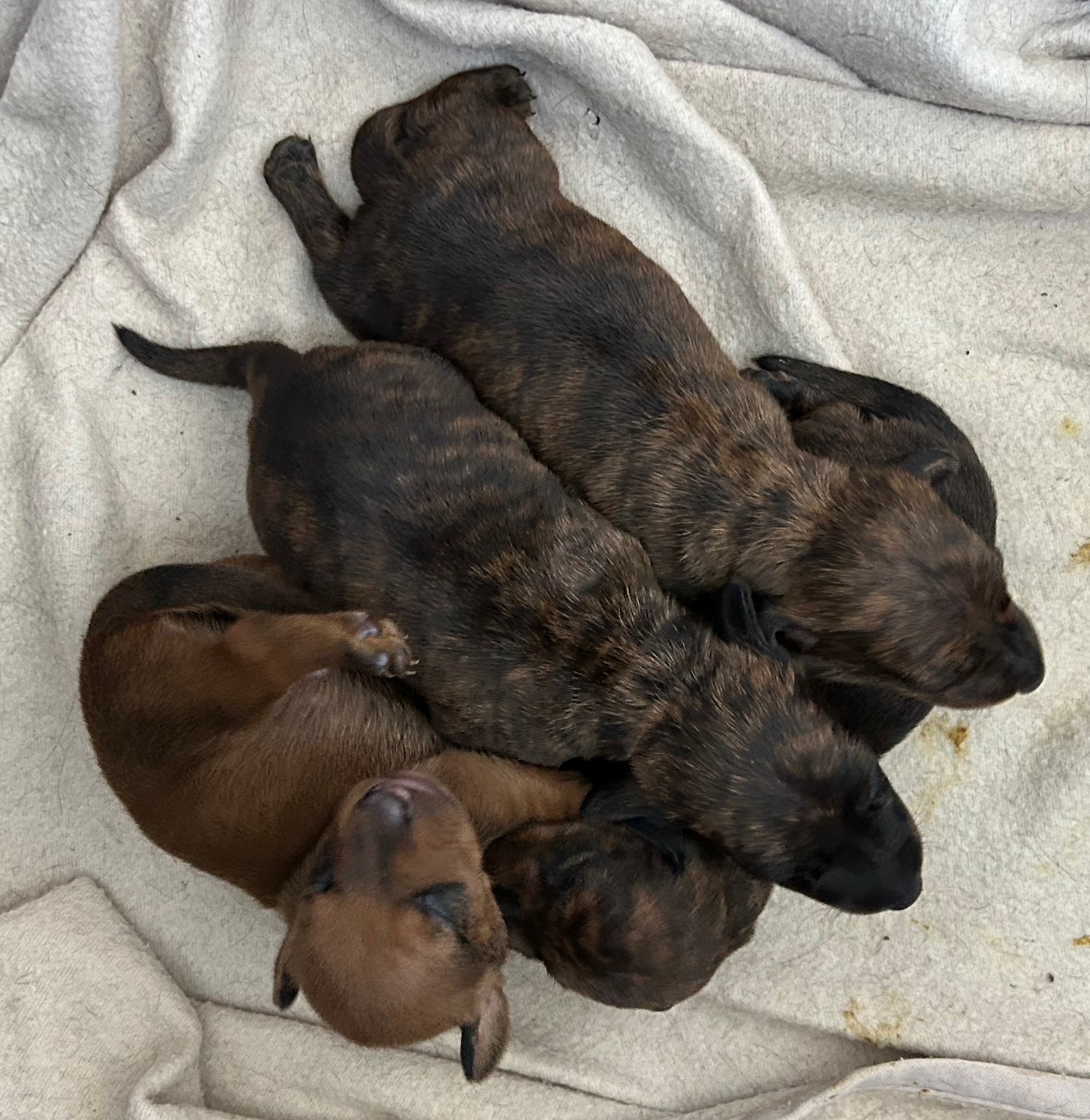 Chiot Teckel poil ras Gabéric's