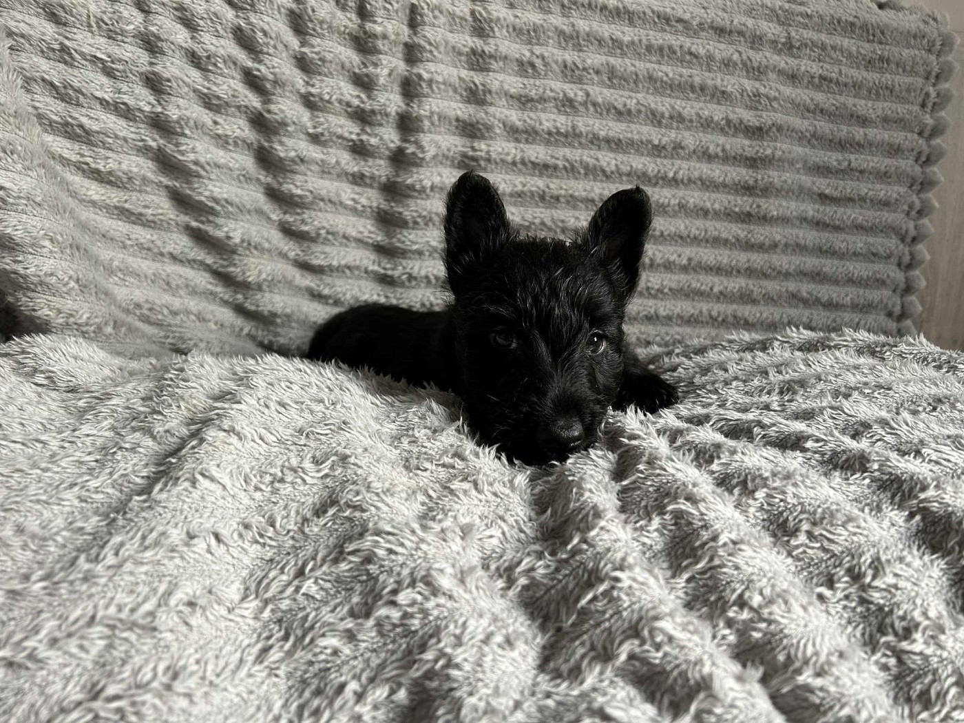 Gabéric's - Chiots disponibles - Scottish Terrier