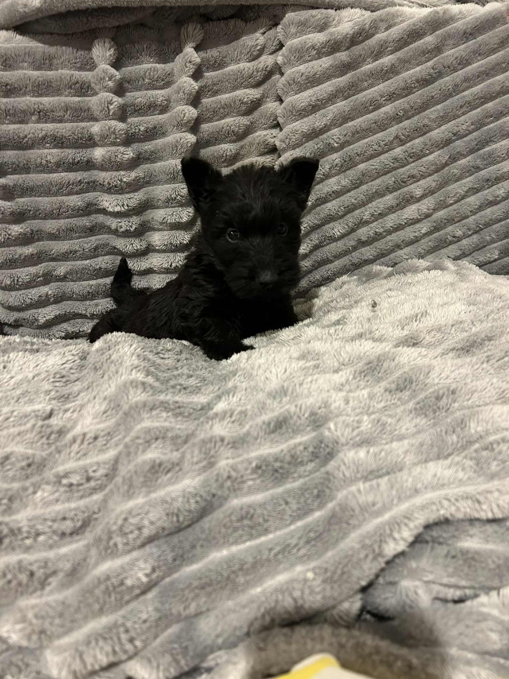 Gabéric's - Chiots disponibles - Scottish Terrier
