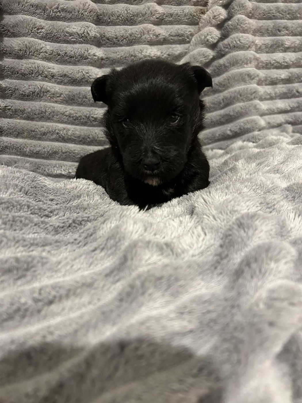 Gabéric's - Chiots disponibles - Scottish Terrier