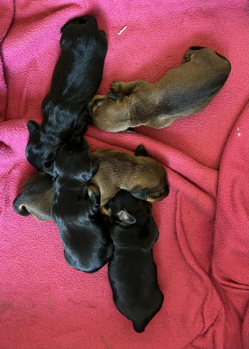 Chiot Teckel poil ras Gabéric's