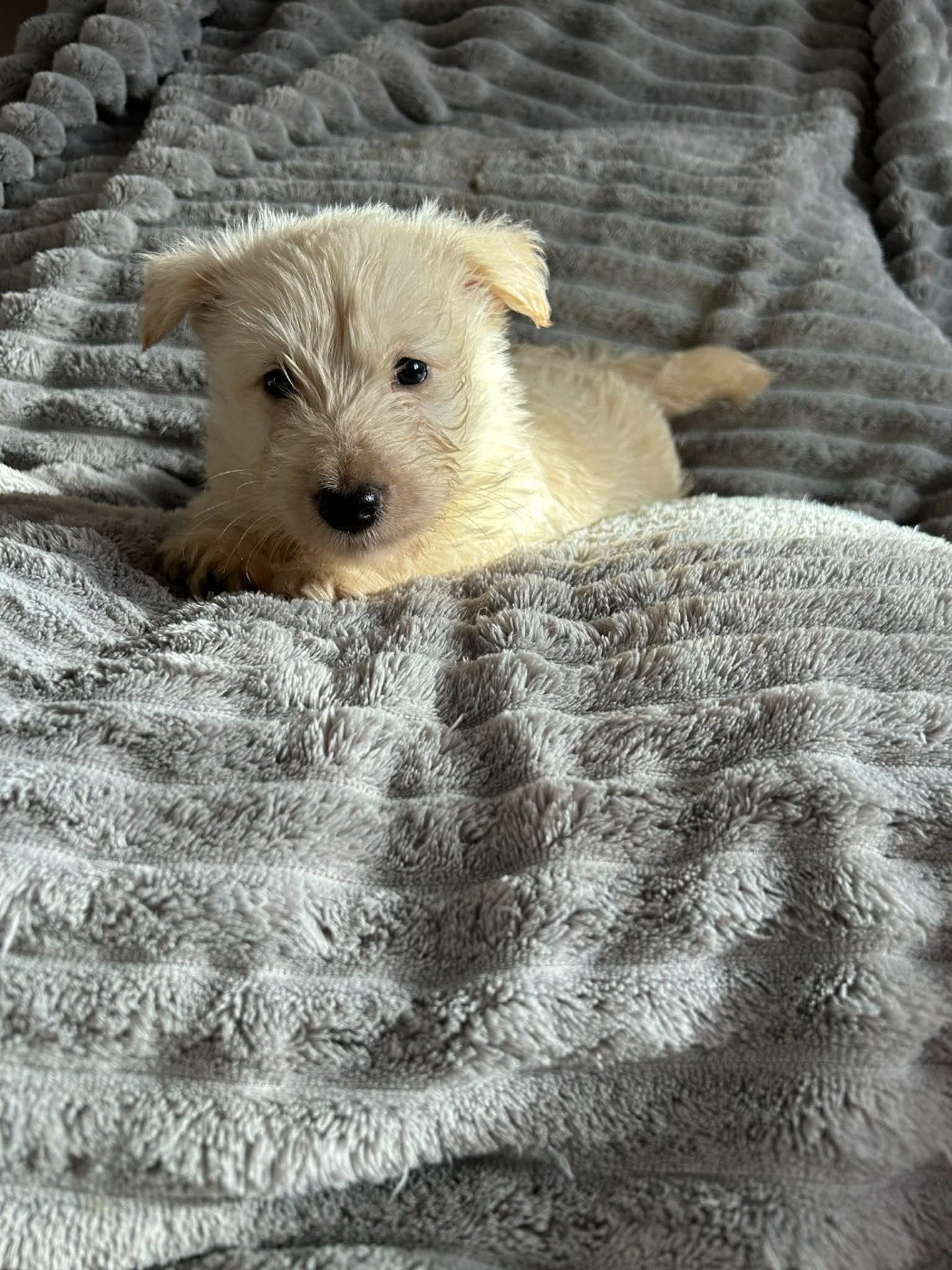 Gabéric's - Chiots disponibles - Scottish Terrier