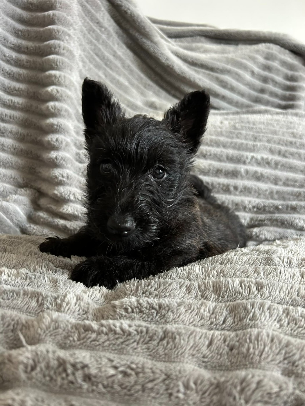 Gabéric's - Chiots disponibles - Scottish Terrier