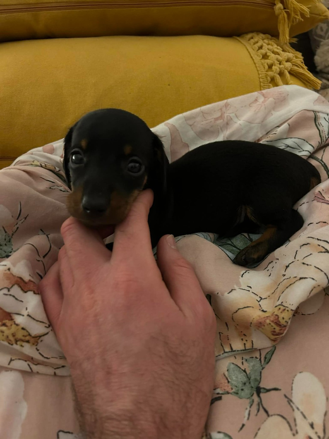 Gabéric's - Chiots disponibles - Teckel poil ras