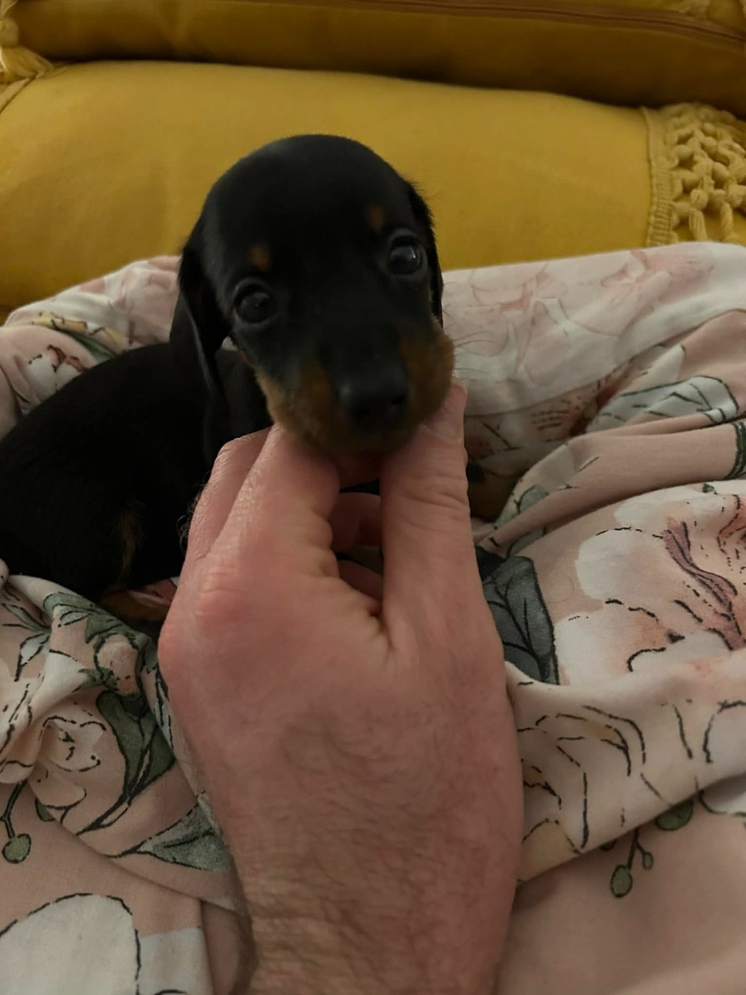 Gabéric's - Chiots disponibles - Teckel poil ras