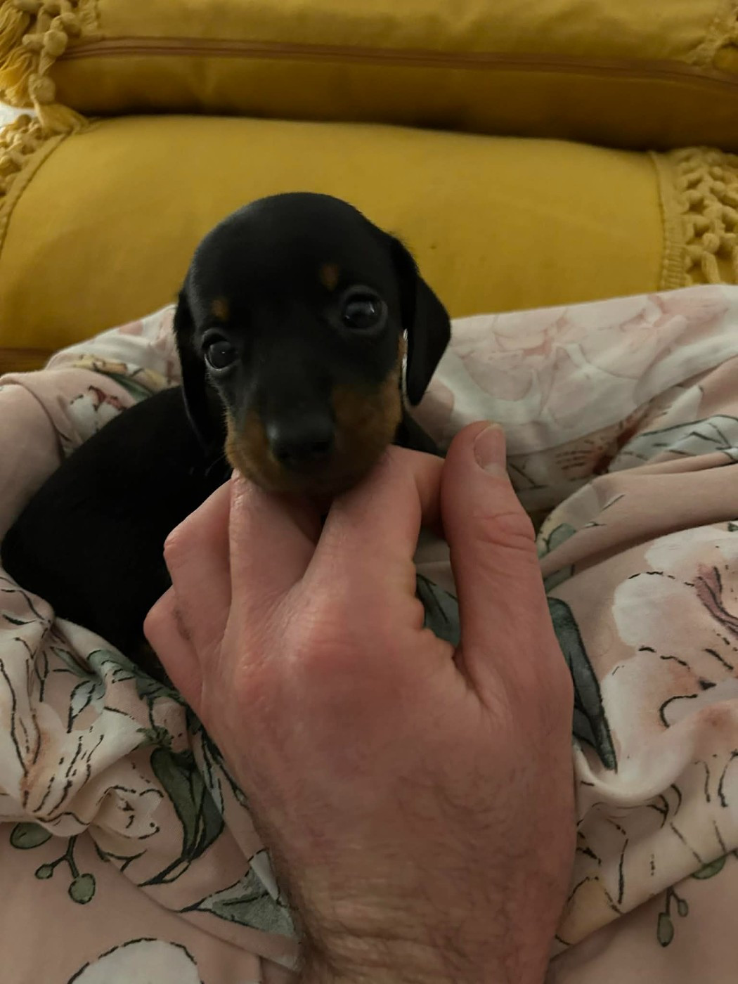 Gabéric's - Chiots disponibles - Teckel poil ras