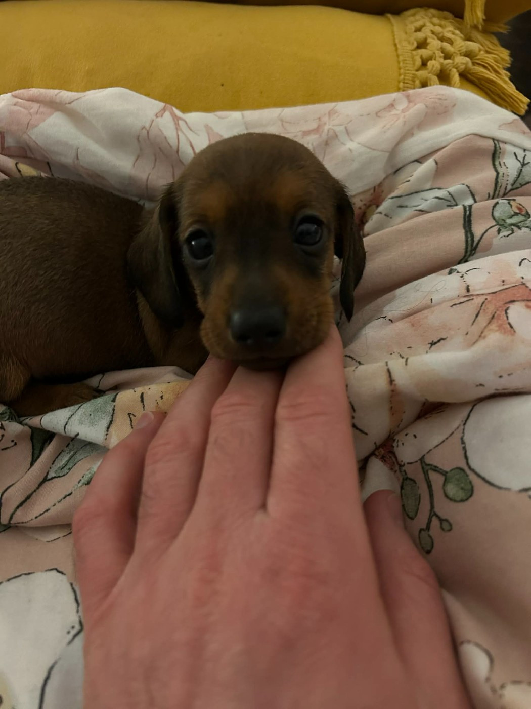 Gabéric's - Chiots disponibles - Teckel poil ras