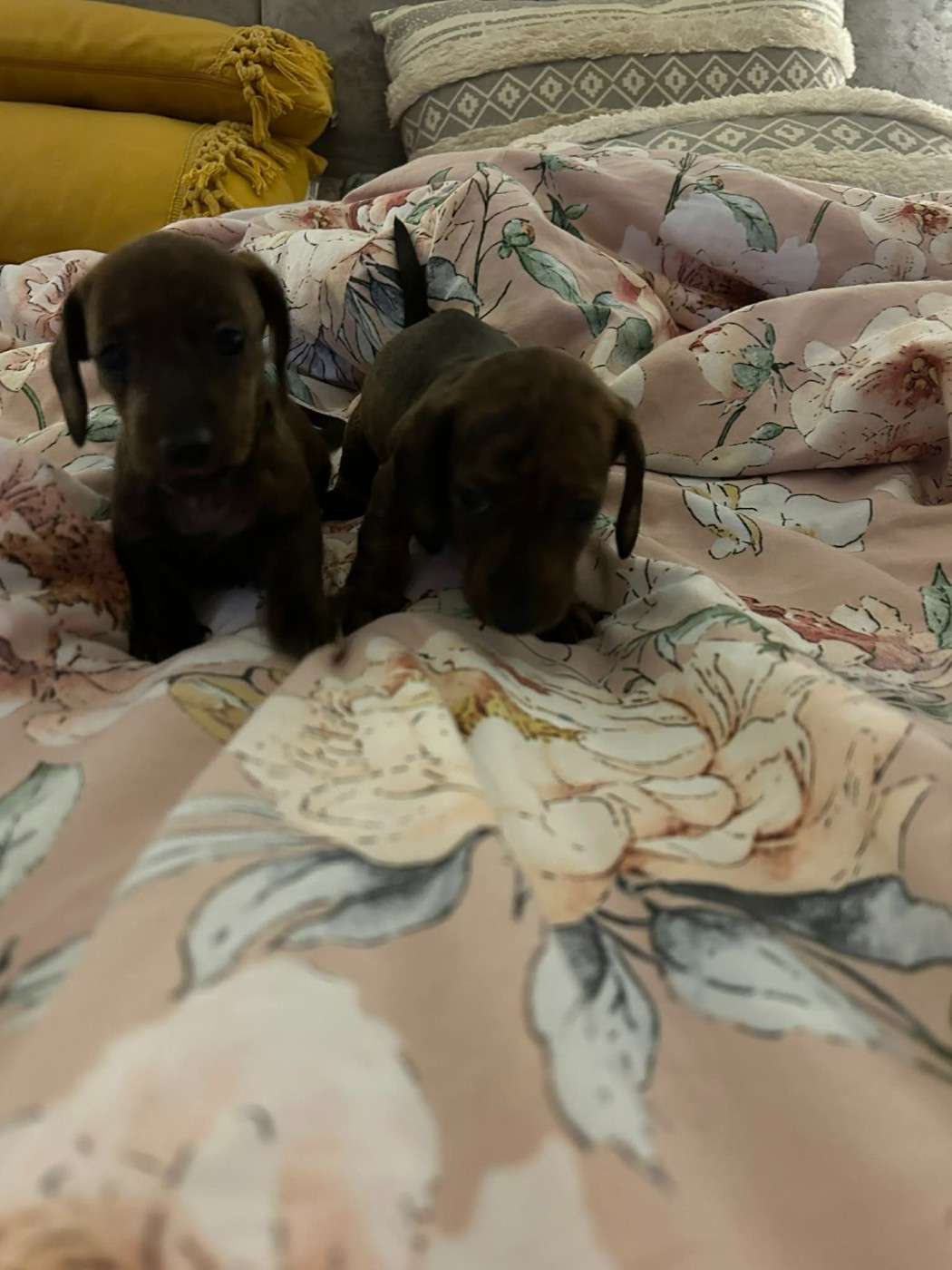 Gabéric's - Chiots disponibles - Teckel poil ras