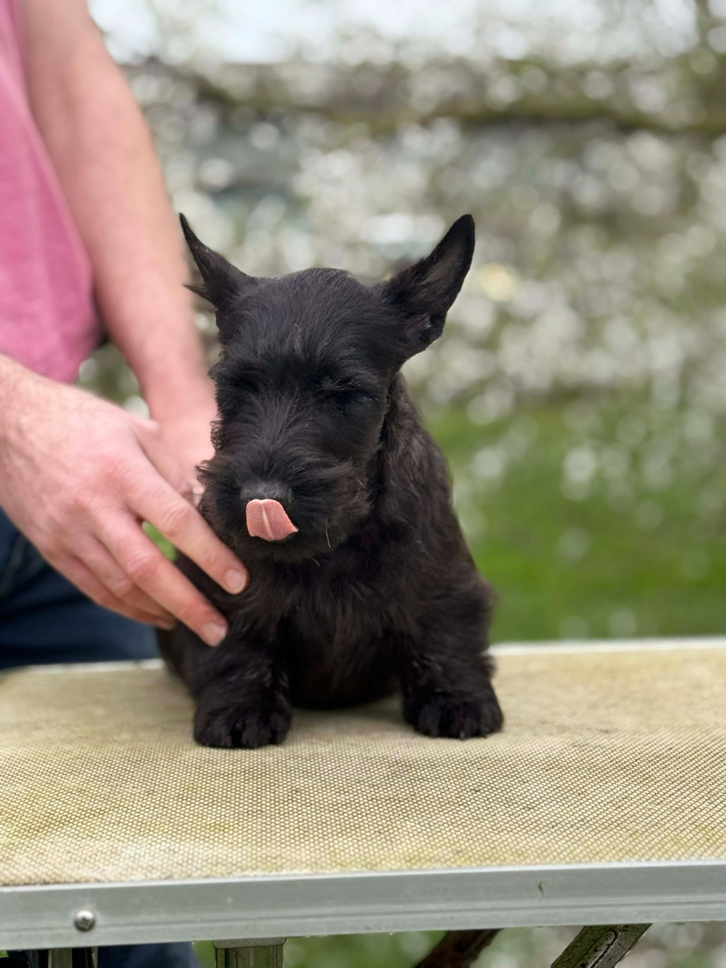Gabéric's - Chiots disponibles - Scottish Terrier