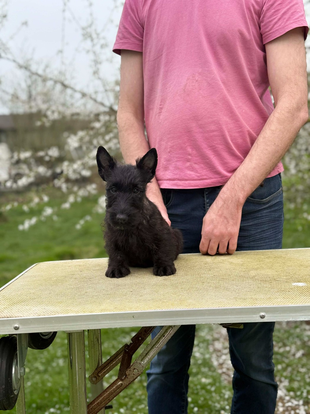 Gabéric's - Chiots disponibles - Scottish Terrier