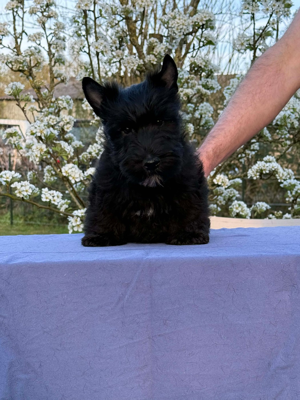 Gabéric's - Scottish Terrier - Portée née le 17/01/2026