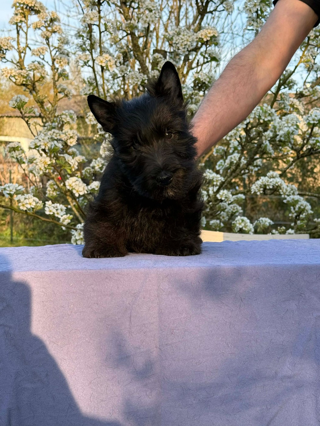 Gabéric's - Chiots disponibles - Scottish Terrier