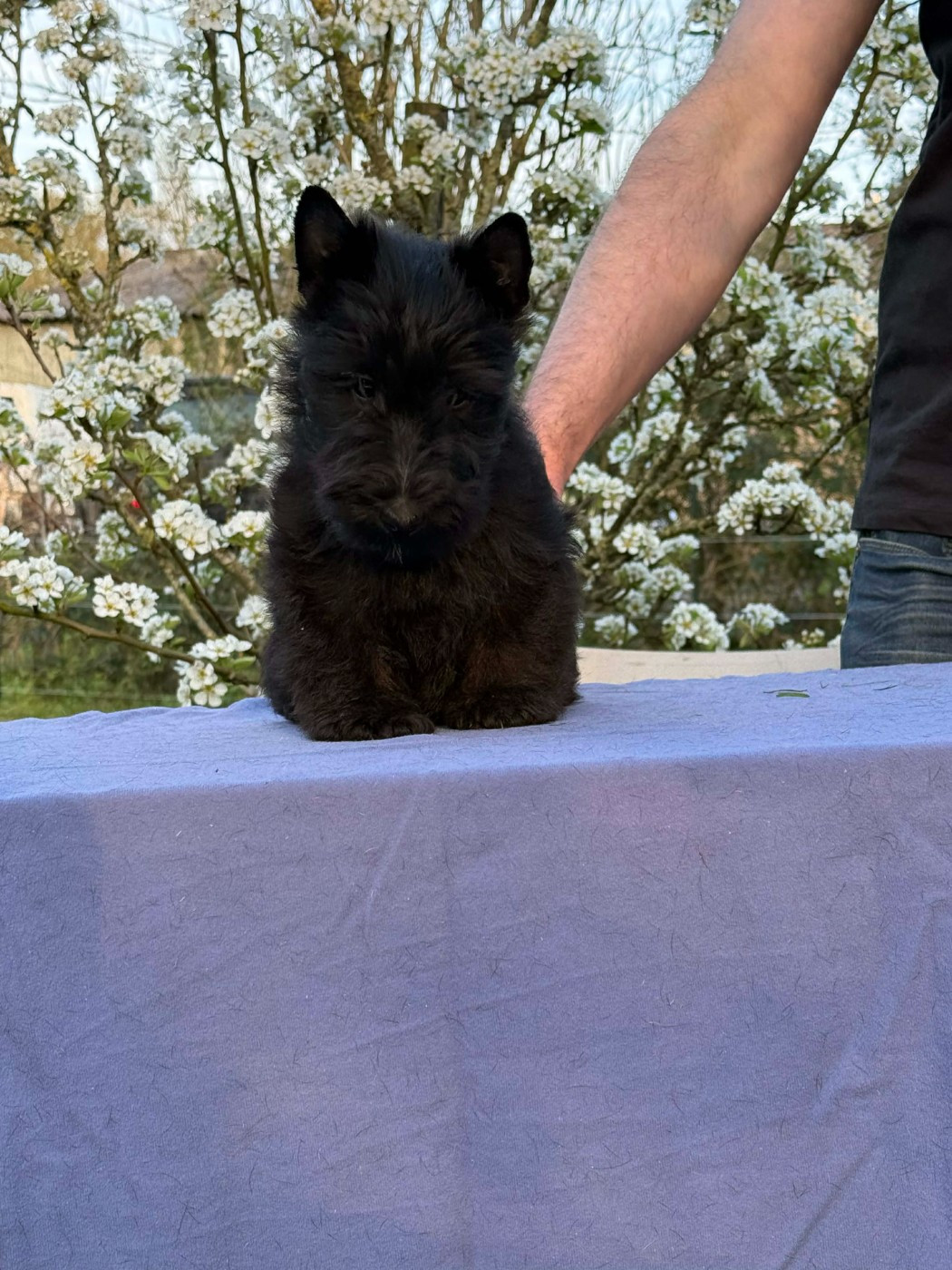 Gabéric's - Chiots disponibles - Scottish Terrier