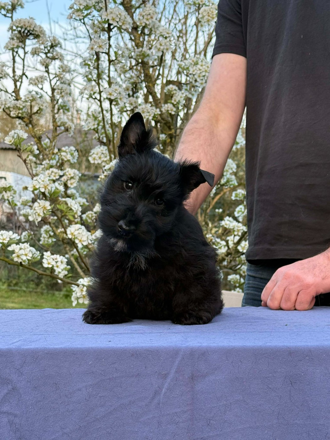 Gabéric's - Chiots disponibles - Scottish Terrier