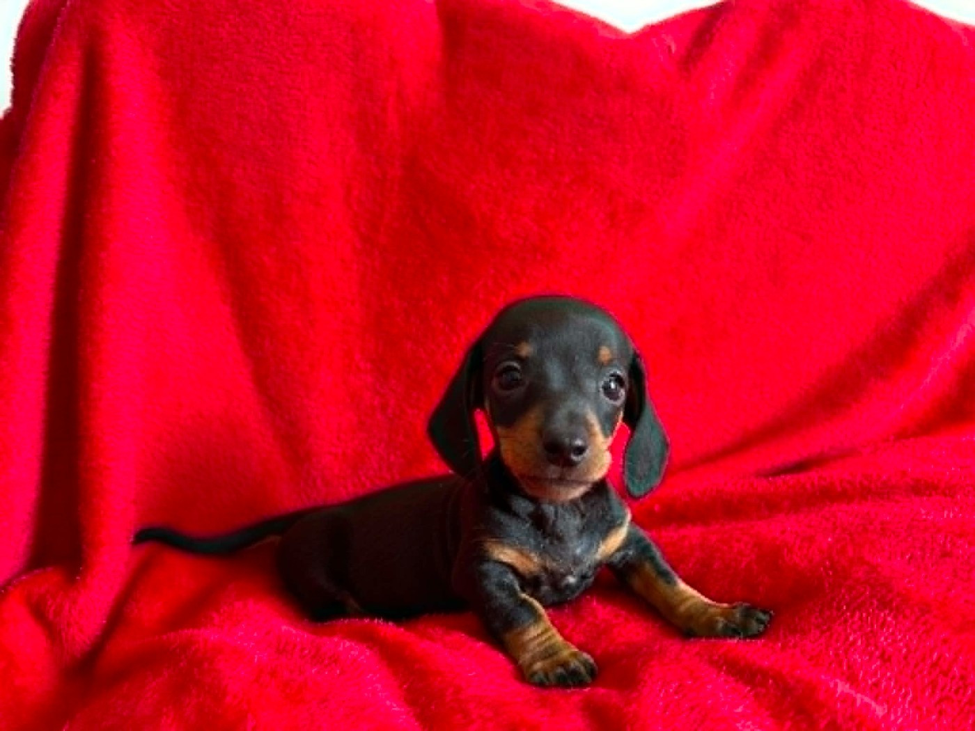 Gabéric's - Chiots disponibles - Teckel poil ras