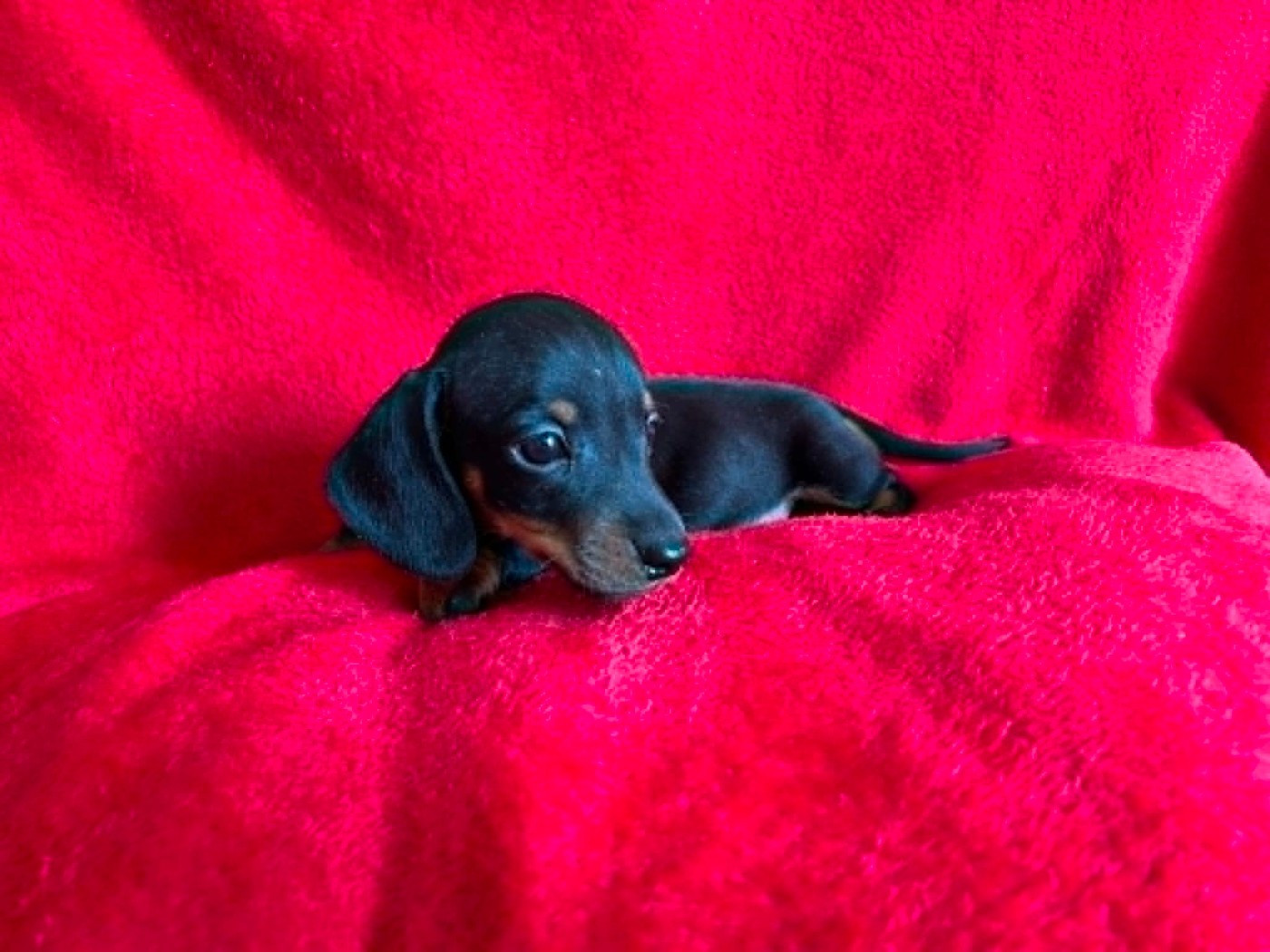 Gabéric's - Chiots disponibles - Teckel poil ras