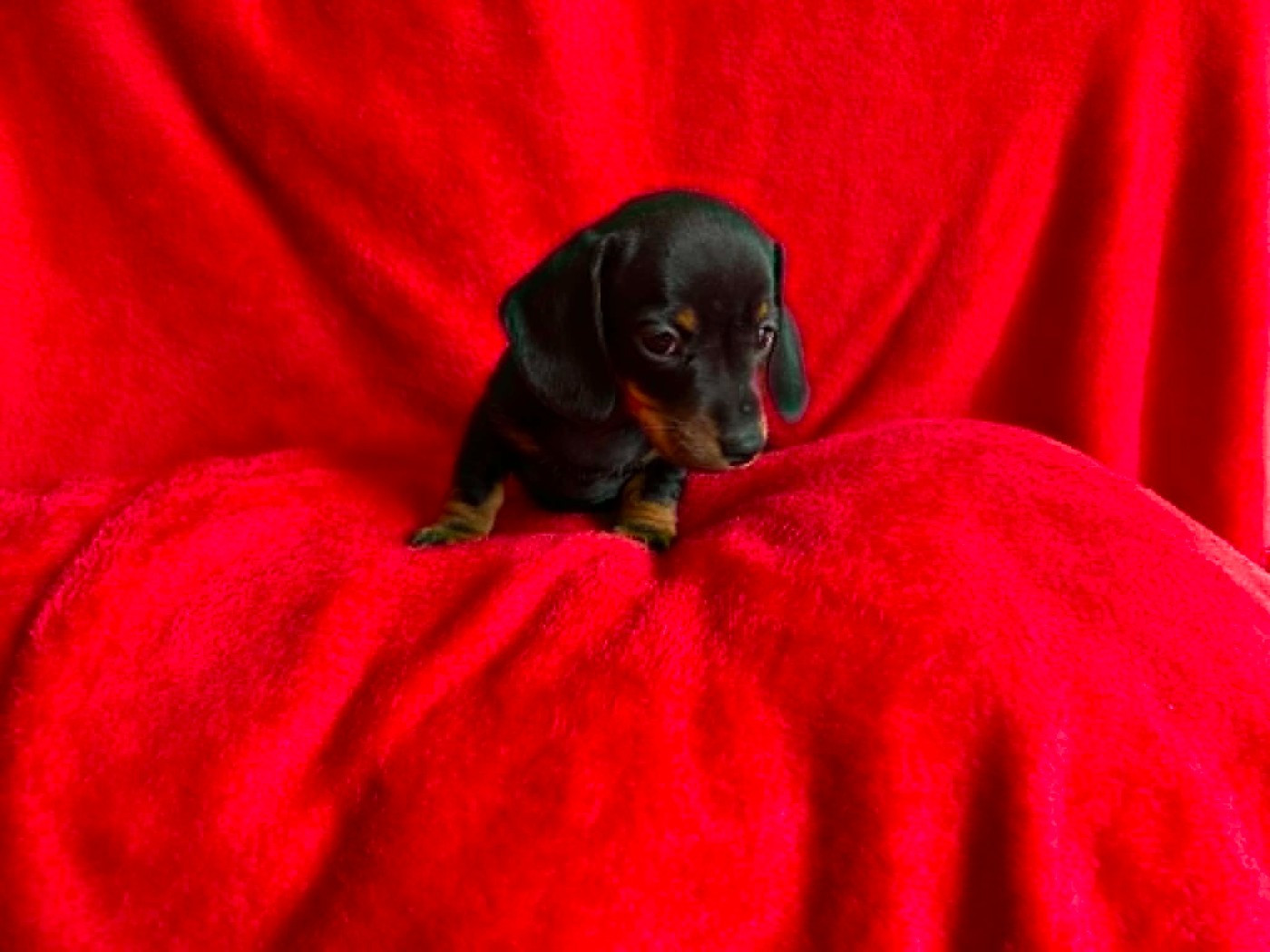 Gabéric's - Chiots disponibles - Teckel poil ras