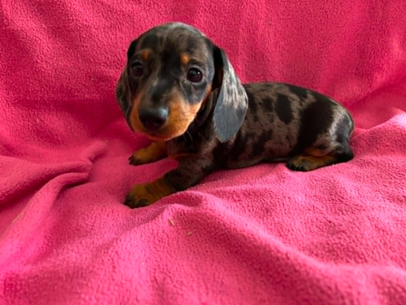 Gabéric's - Chiots disponibles - Teckel poil ras