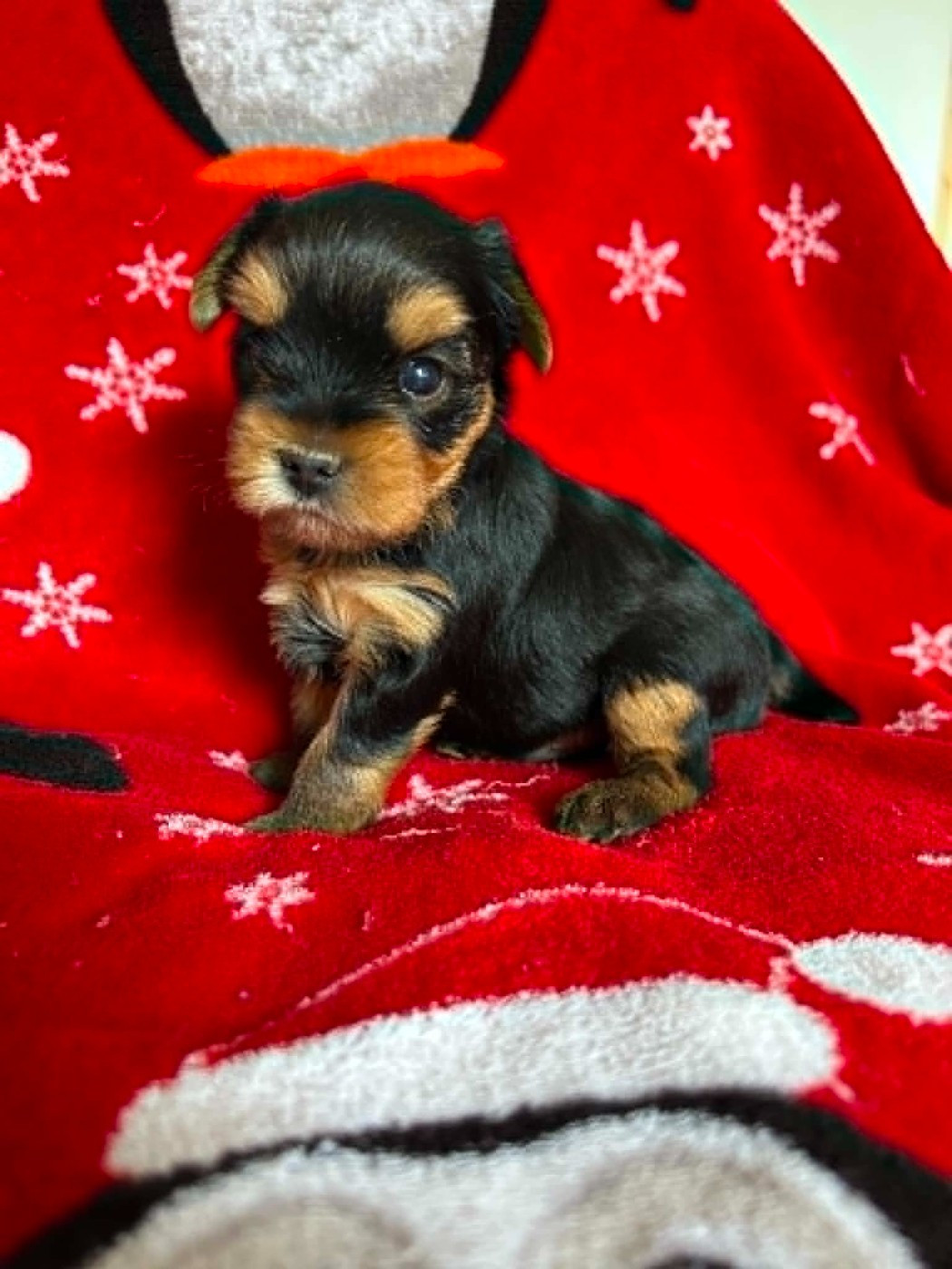 Gabéric's - Chiots disponibles - Yorkshire Terrier