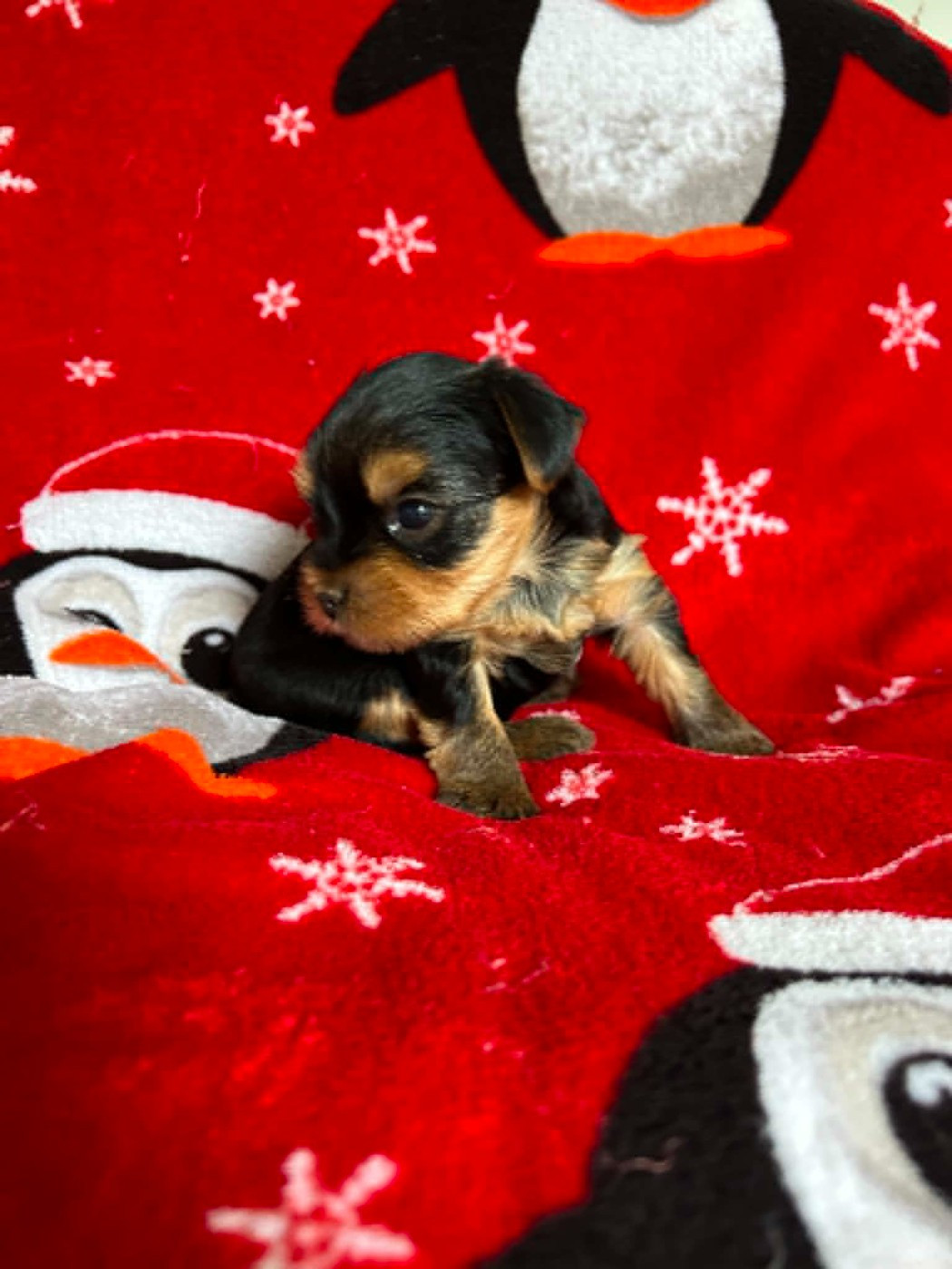 Gabéric's - Chiots disponibles - Yorkshire Terrier