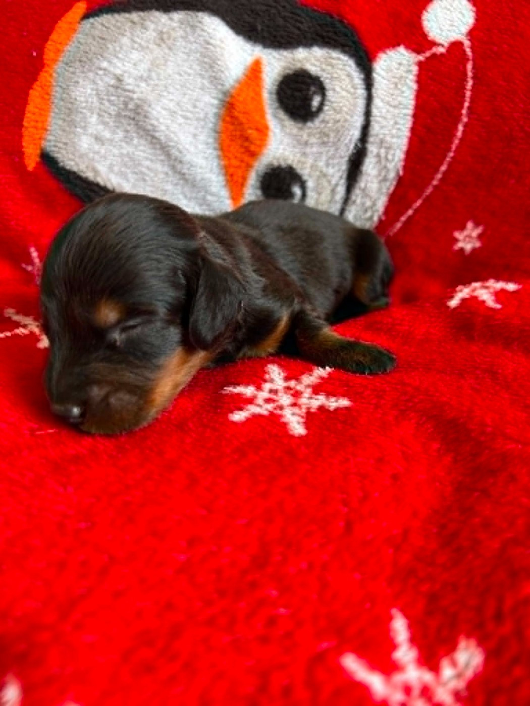 Gabéric's - Chiots disponibles - Teckel poil long