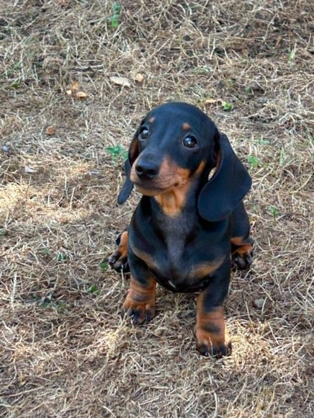 Gabéric's - Chiots disponibles - Teckel poil ras