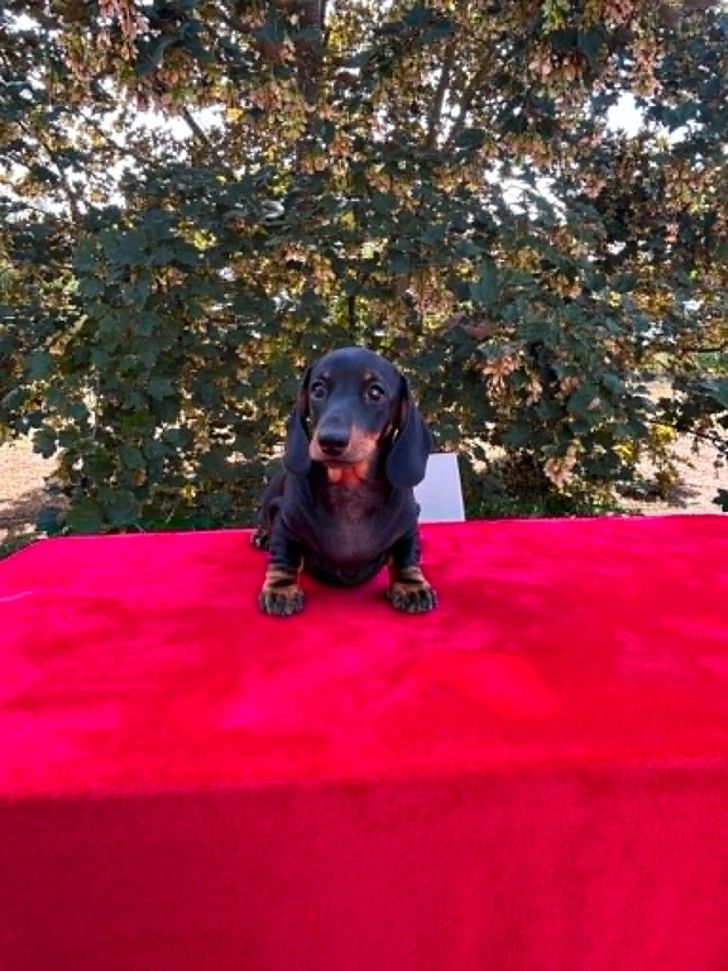Gabéric's - Chiots disponibles - Teckel poil ras