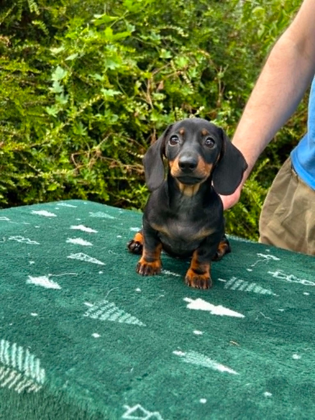 Gabéric's - Chiots disponibles - Teckel poil ras