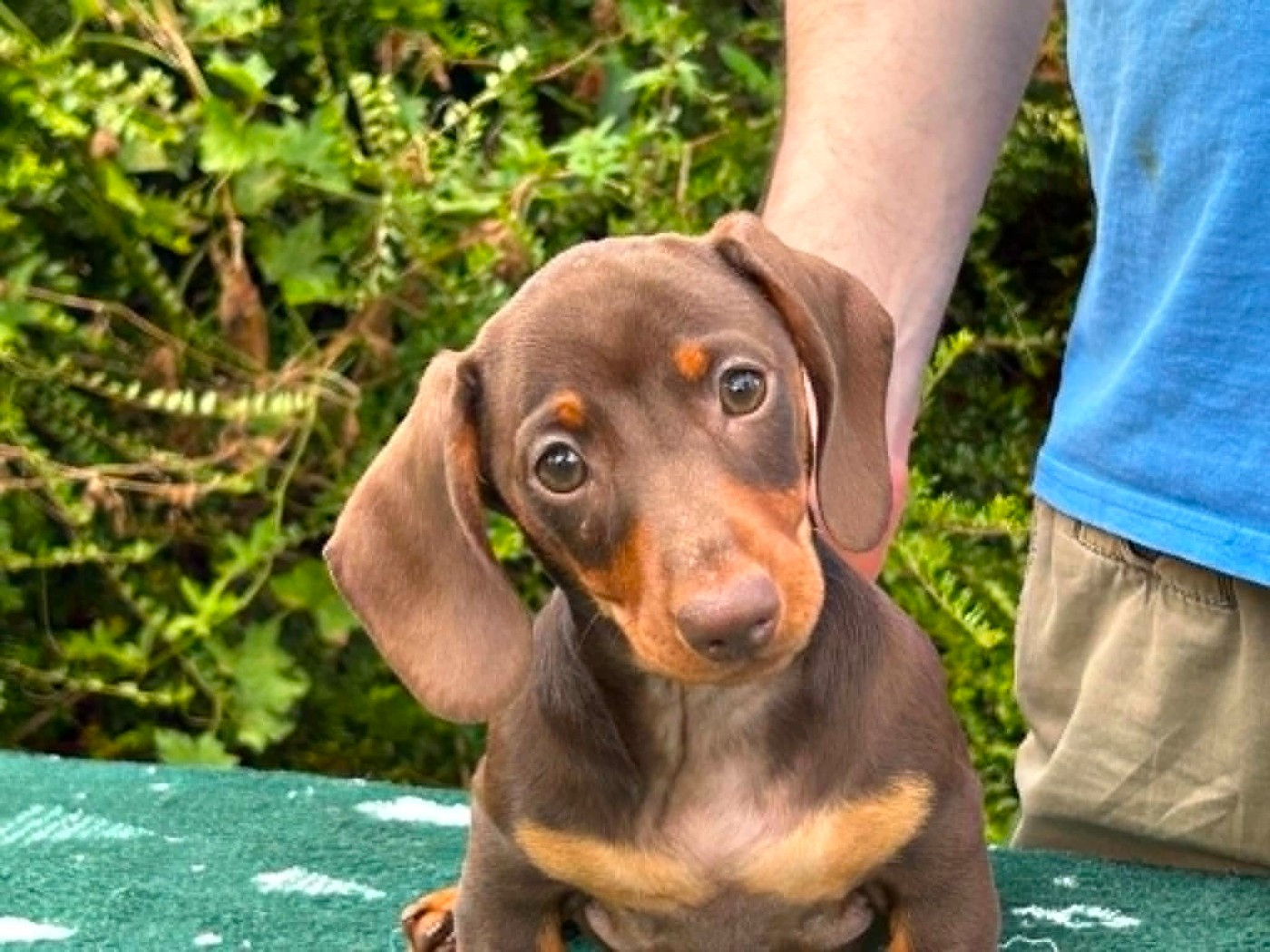 Gabéric's - Chiots disponibles - Teckel poil ras