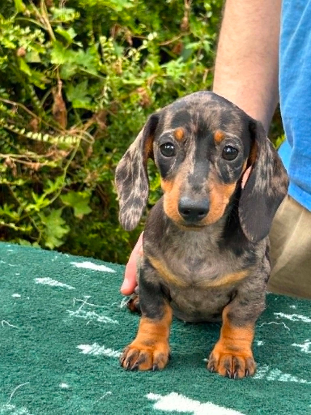 Gabéric's - Chiots disponibles - Teckel poil ras